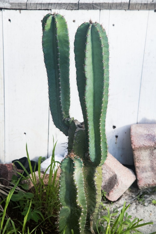 Rustic Mexican Cacti 1