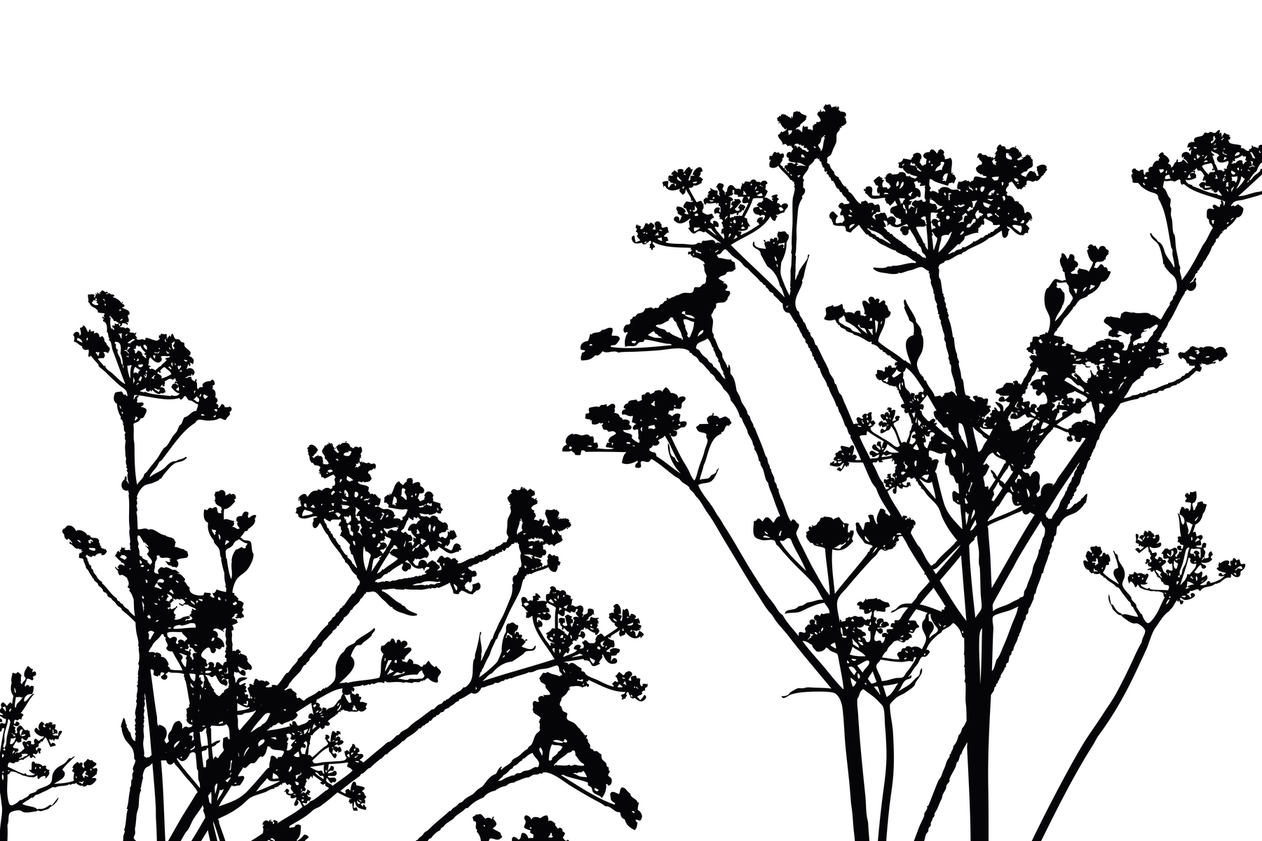 Wildflower Weed White Black Wallpaper | Happywall