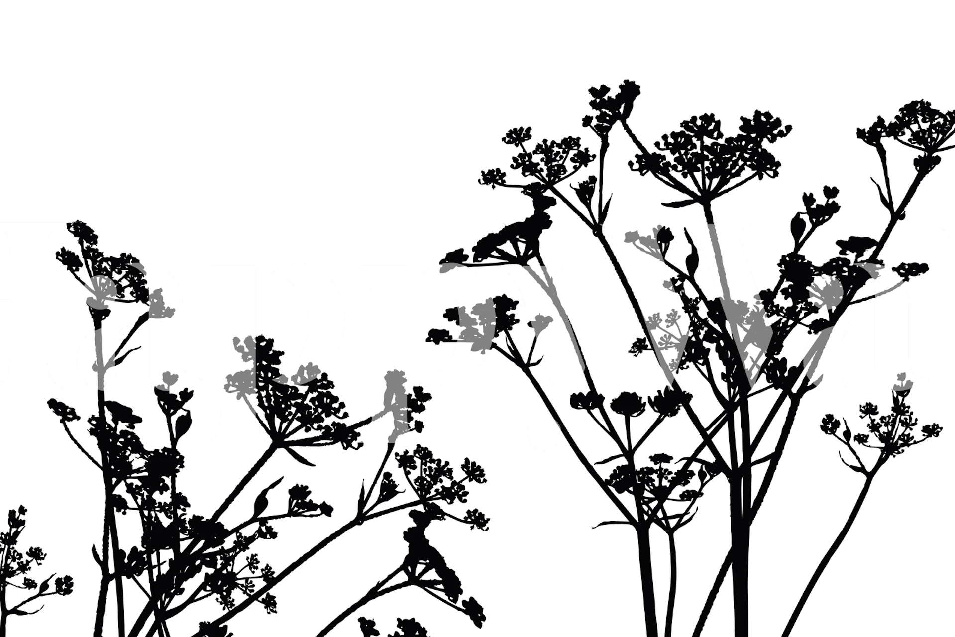 Wildflower Weed White Black tapet i et rom