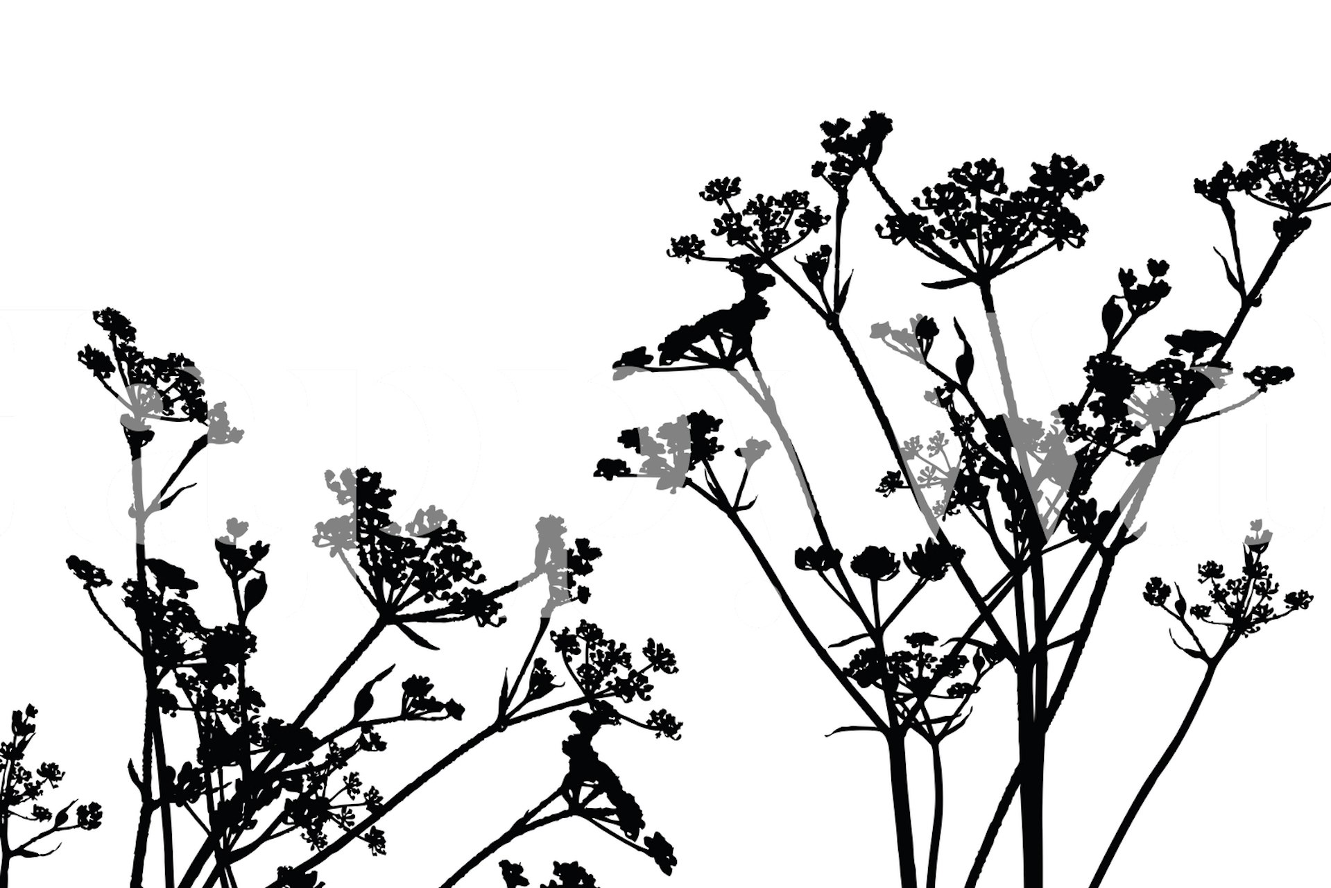 Wildflower Weed White Black tapet i et rom