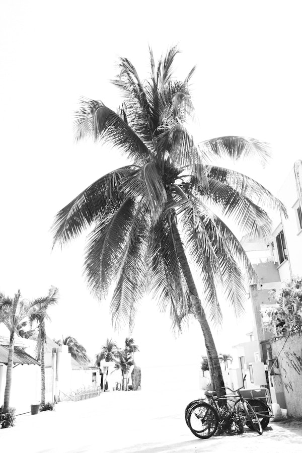 Caribbean Street Vibes 2