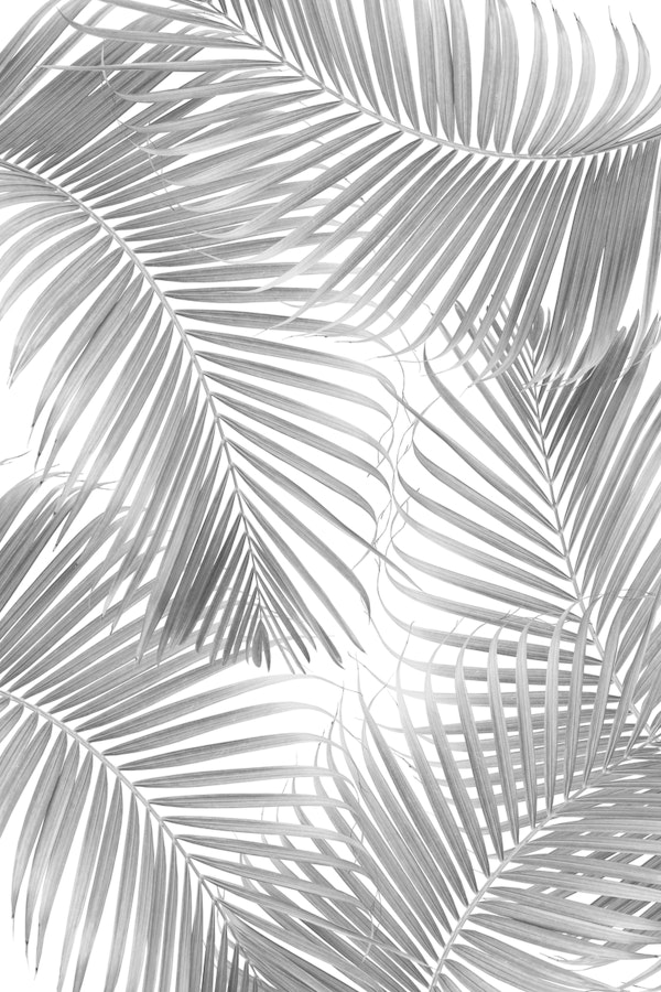 Palm Leaf Delicado Pattern 2