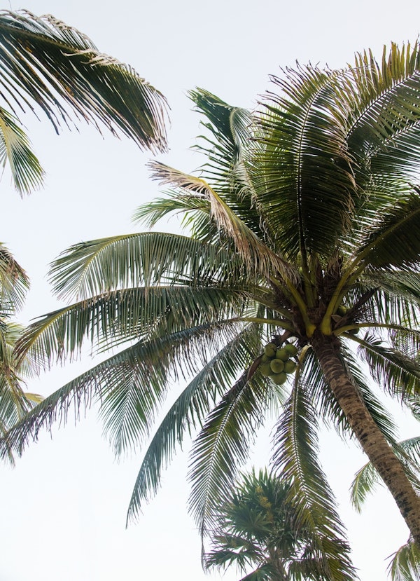 Mexican Palm Tree Vibes 2