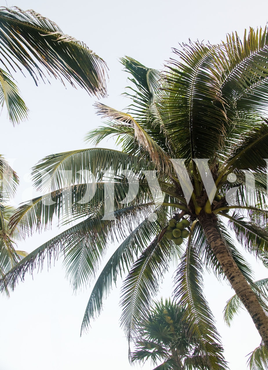 Tropické palmové wallpaper v místnosti