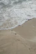 Mexican Ocean Beauty 1