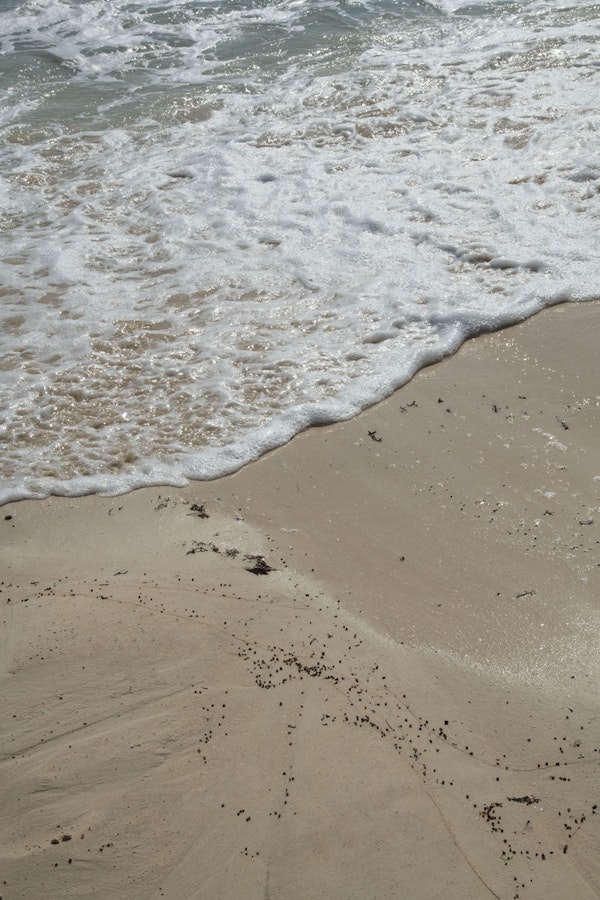 Mexican Ocean Beauty 1