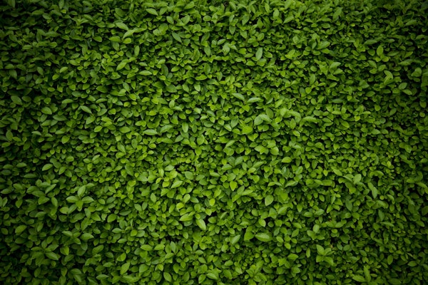 Green leaves wall