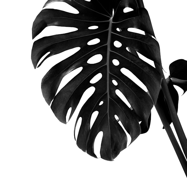 Monstera Delight 2
