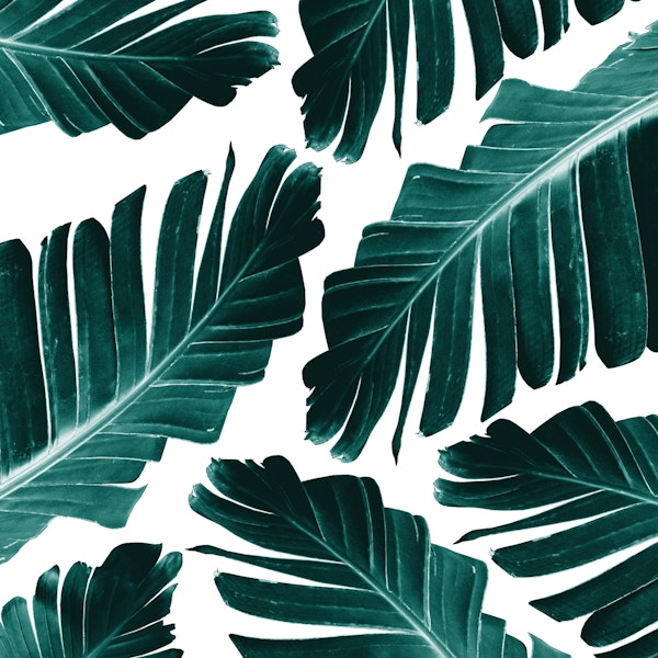 Tropical Banana Leaves Dream 1
