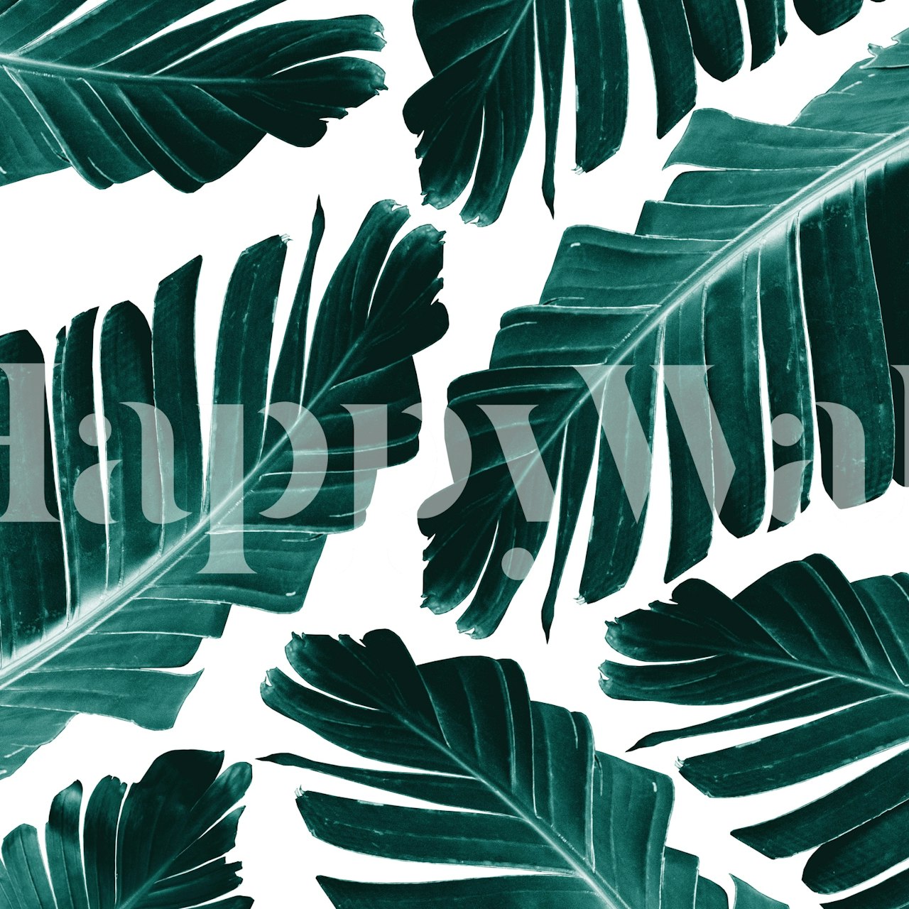 Tropical banana leaves on a white background wallpaper
