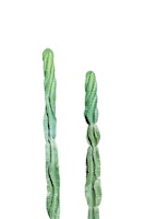 Mexican Cacti Dream 2 wallpaper