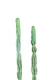 Mexican Cacti Dream 2