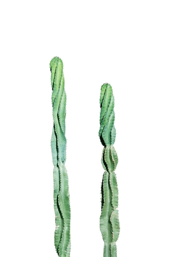 Mexican Cacti Dream 2