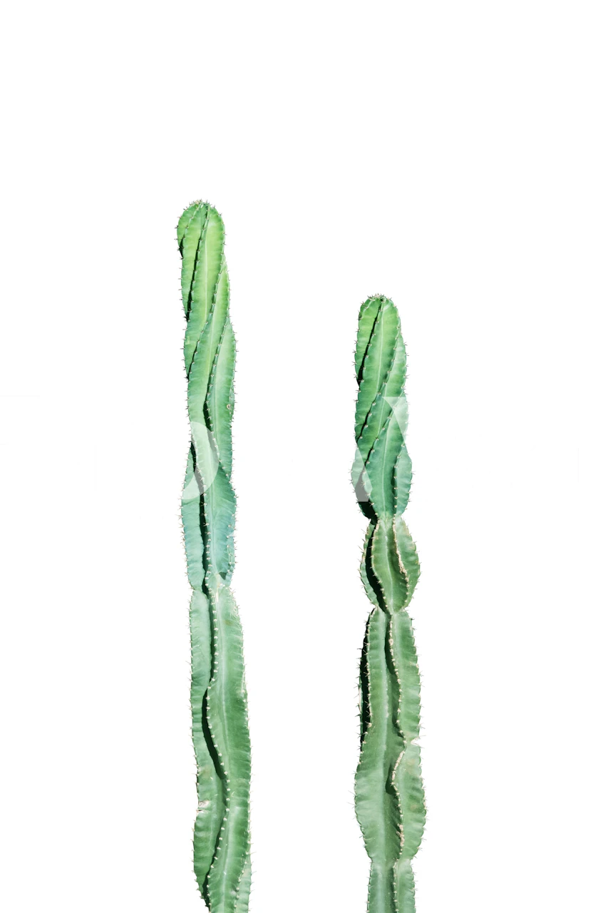 Mexican Cacti Dream 2 wall mural with a minimalistic design of tall green cacti on a clear background
