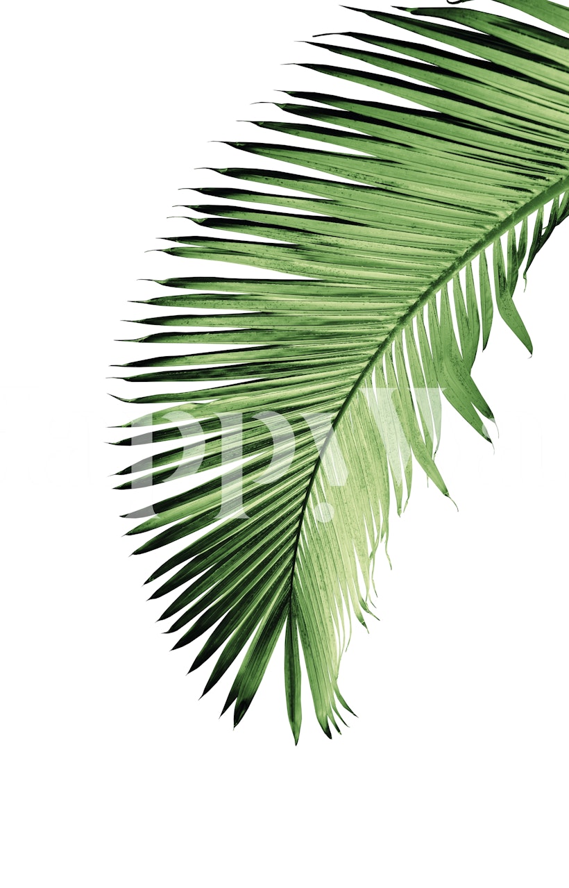 Tropical palm leaves in vibrant green on a white background wallpaper