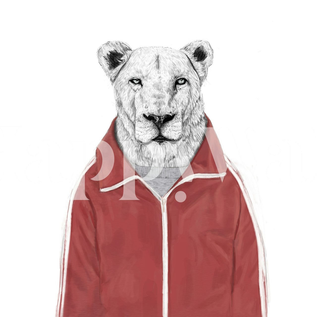 Τοίχο ζωγραφιά ενός Sporty lion που φοράει κόκκινο αθλητικό σακάκι