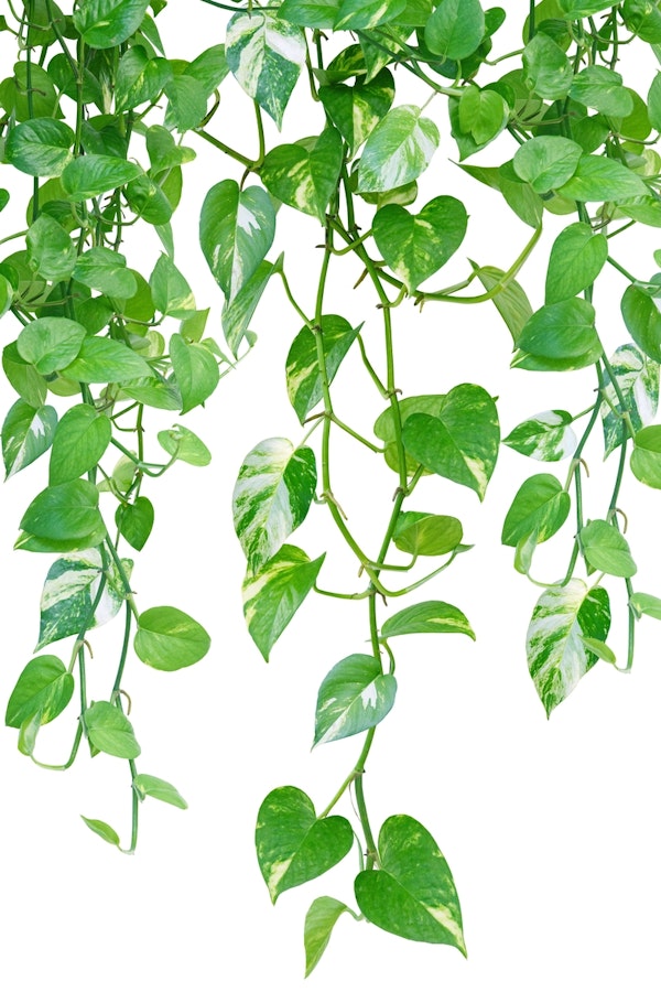 Golden Pothos Ivy Dream 1