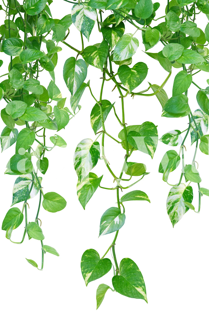 Gyllene Pothos murgröna tapet med frodiga gröna blad på en vit bakgrund