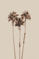Palm Trees Earthy Vibes 1 papiers peint