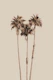 Palm Trees Earthy Vibes 1