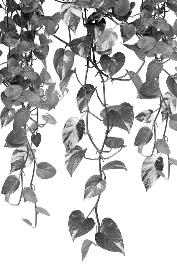 Golden Pothos Ivy Dream 2