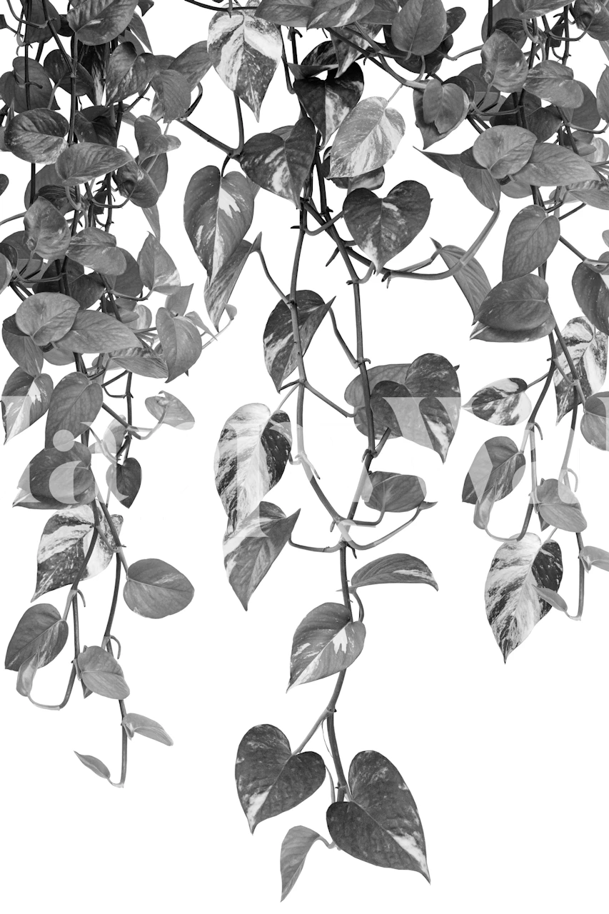 Pothos ivy leaves cascading down in black and white wallpaper
