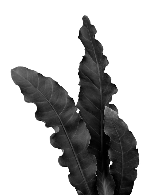 Minimal Tropical Leaves 1