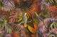 Parrots In The Amber Jungle
