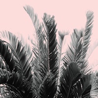 Tropical Leaves Dream 7 ταπετσαρία