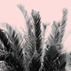 Tropical Leaves Dream 7