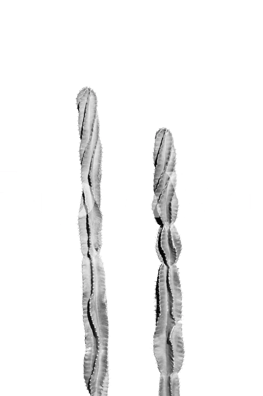 Two tall cacti in black and white design, modern style wallpaper