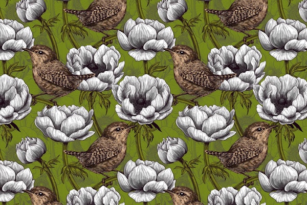 Wrens and anemone flowers