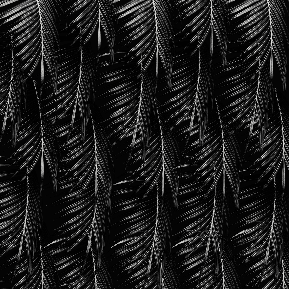 tropicalpalms