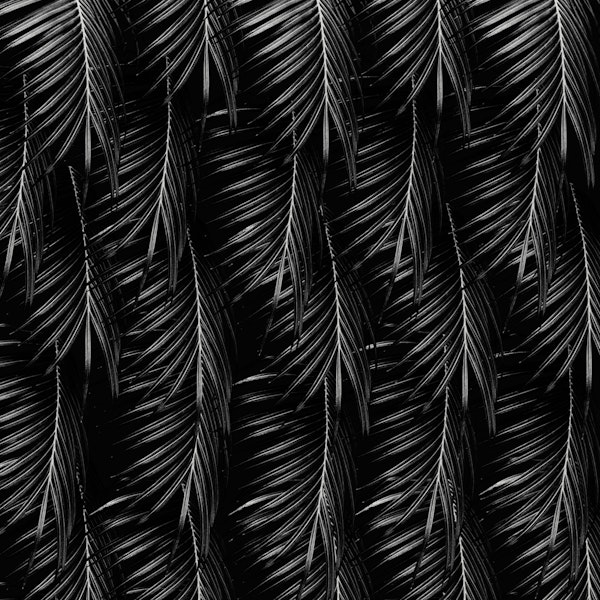Palm Leaves Black Night 1
