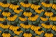 Yellow coneflowers