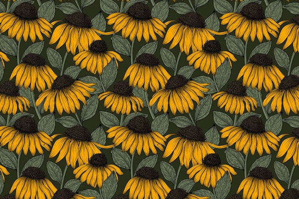 Yellow coneflowers 2