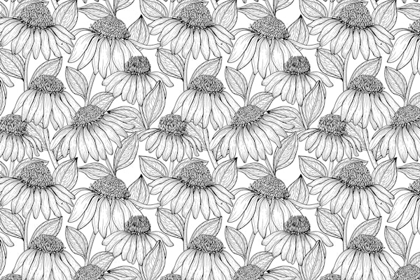 Coneflowers in black and white