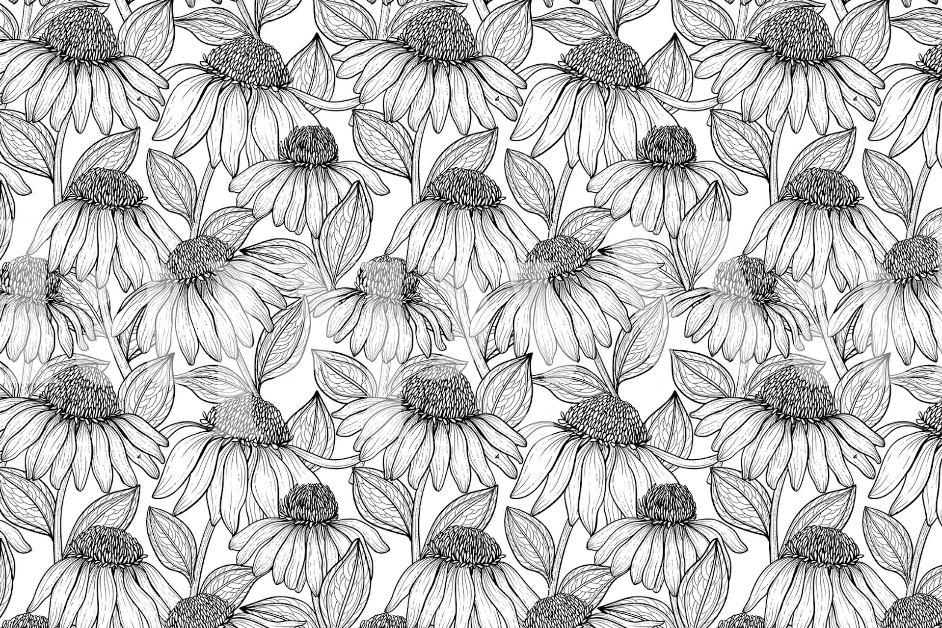 Coneflowers u crno-bijelom tapetu u sobi