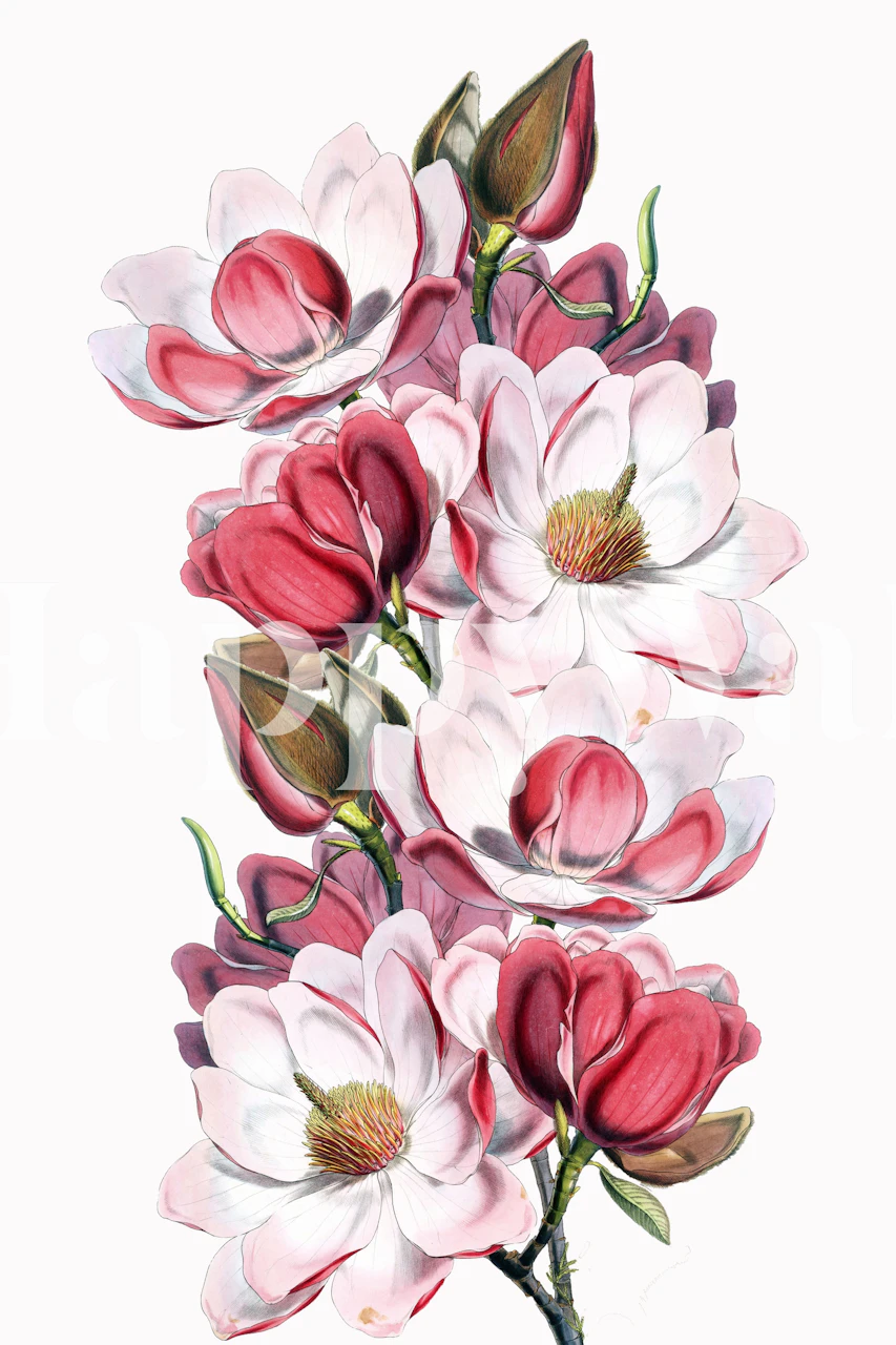 Elegantna Pink Magnolia Tapeta