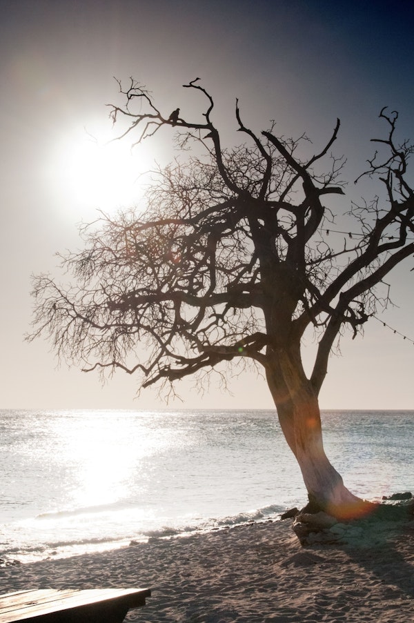 Tree at Caribbean Beach 1