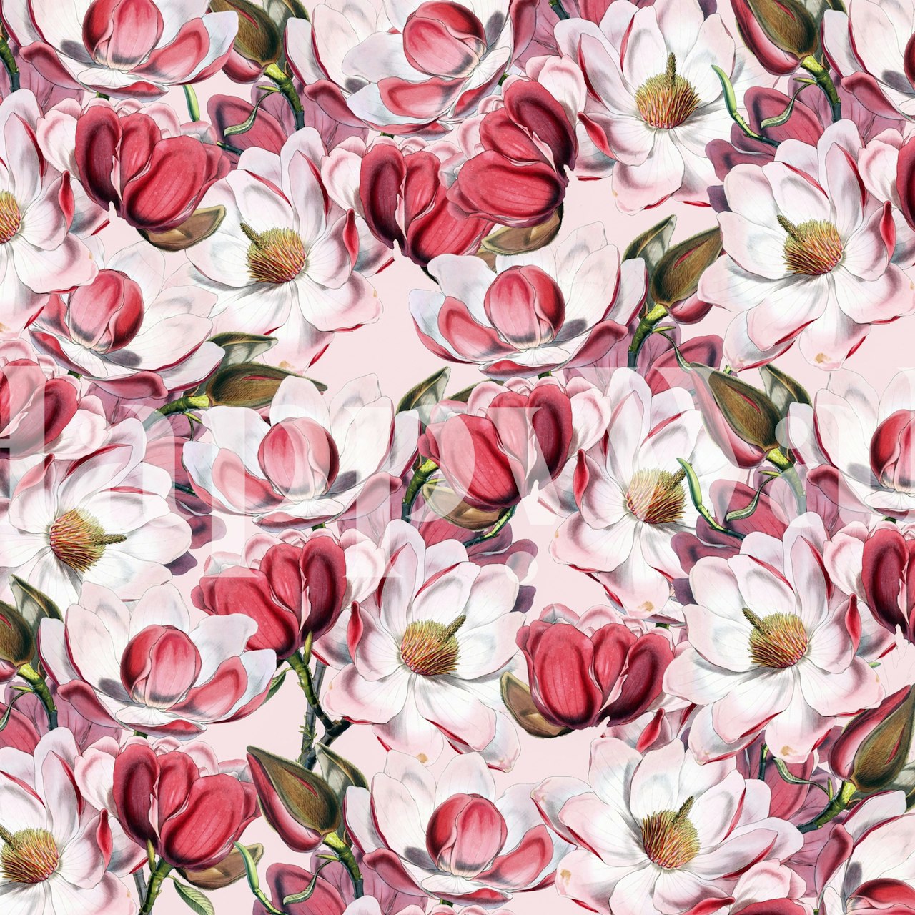 Magnolia flowers on pink background wallpaper