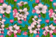 Apple blossom 3