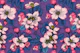 Apple blossom 6