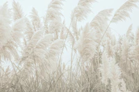 Wild Pampas Reed 1 tapet