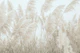Wild Pampas Reed 1