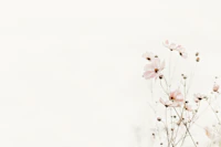 Cosmea Creme carta da parati