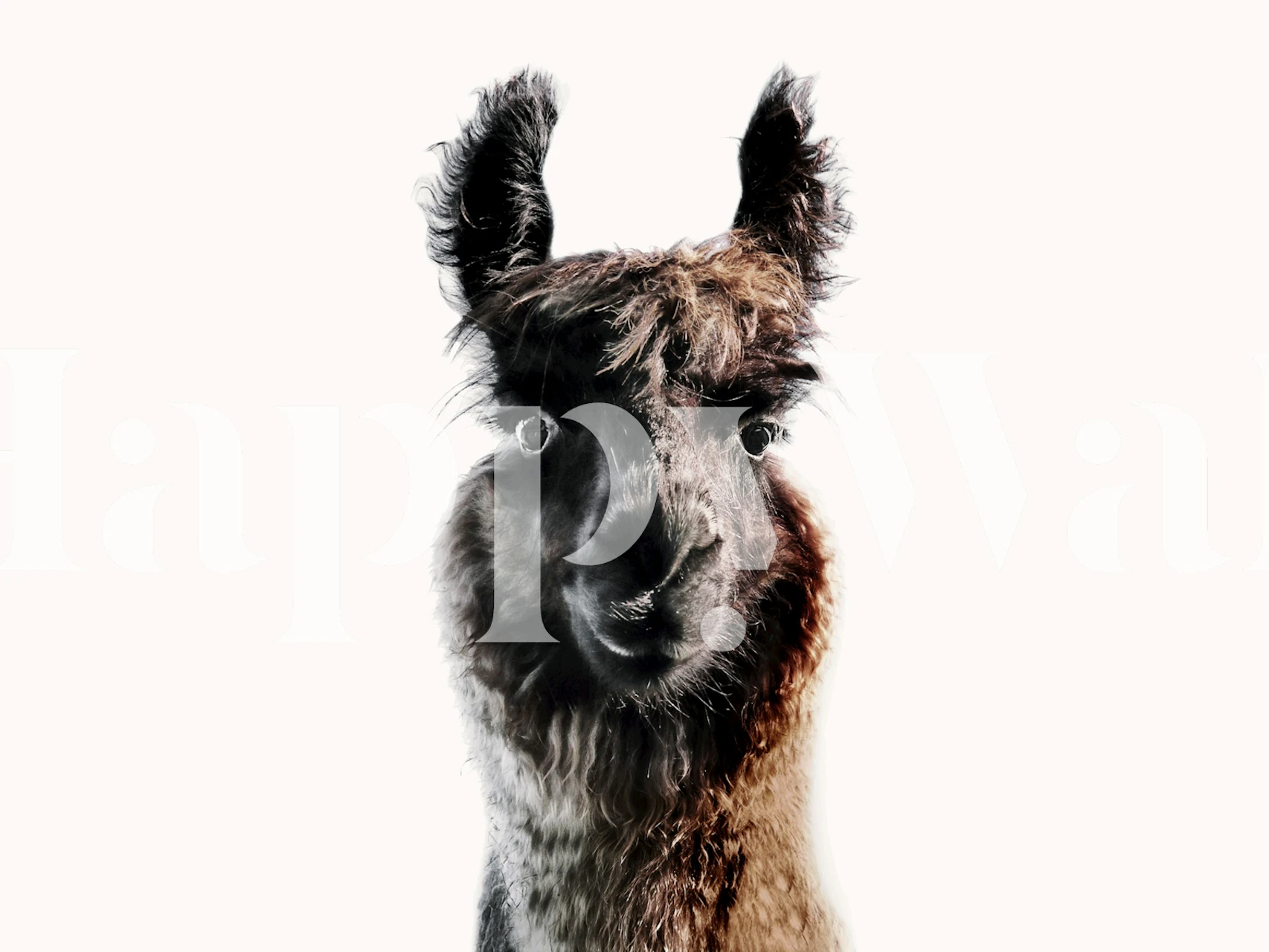 Llama portrait on light background wallpaper