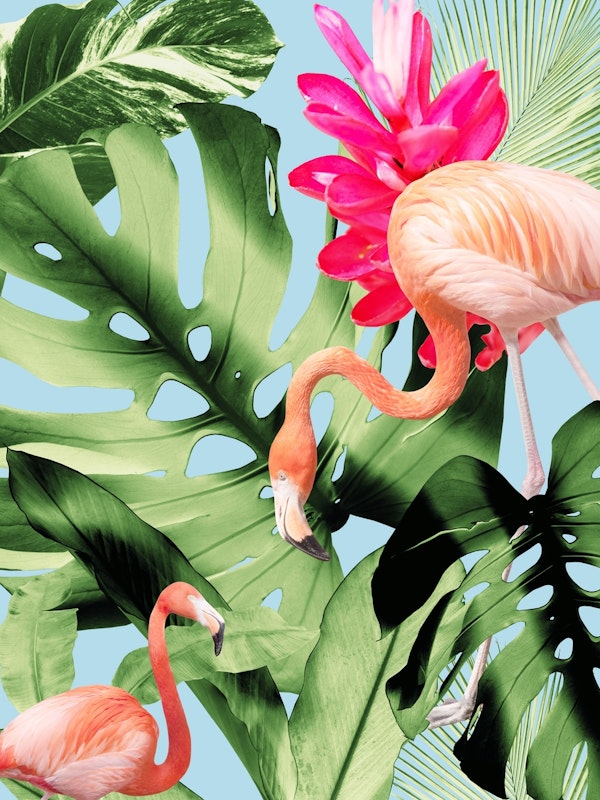 Tropical Flamingo Oasis 1