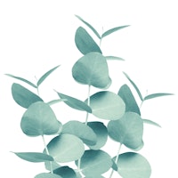 Eucalyptus Leaves Green 1 tapetit