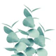 Eucalyptus Leaves Green 1